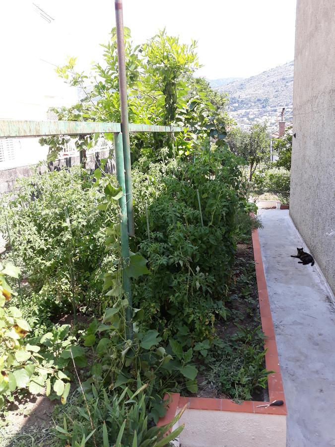 Studio Apartment Garden Ντουμπρόβνικ Εξωτερικό φωτογραφία